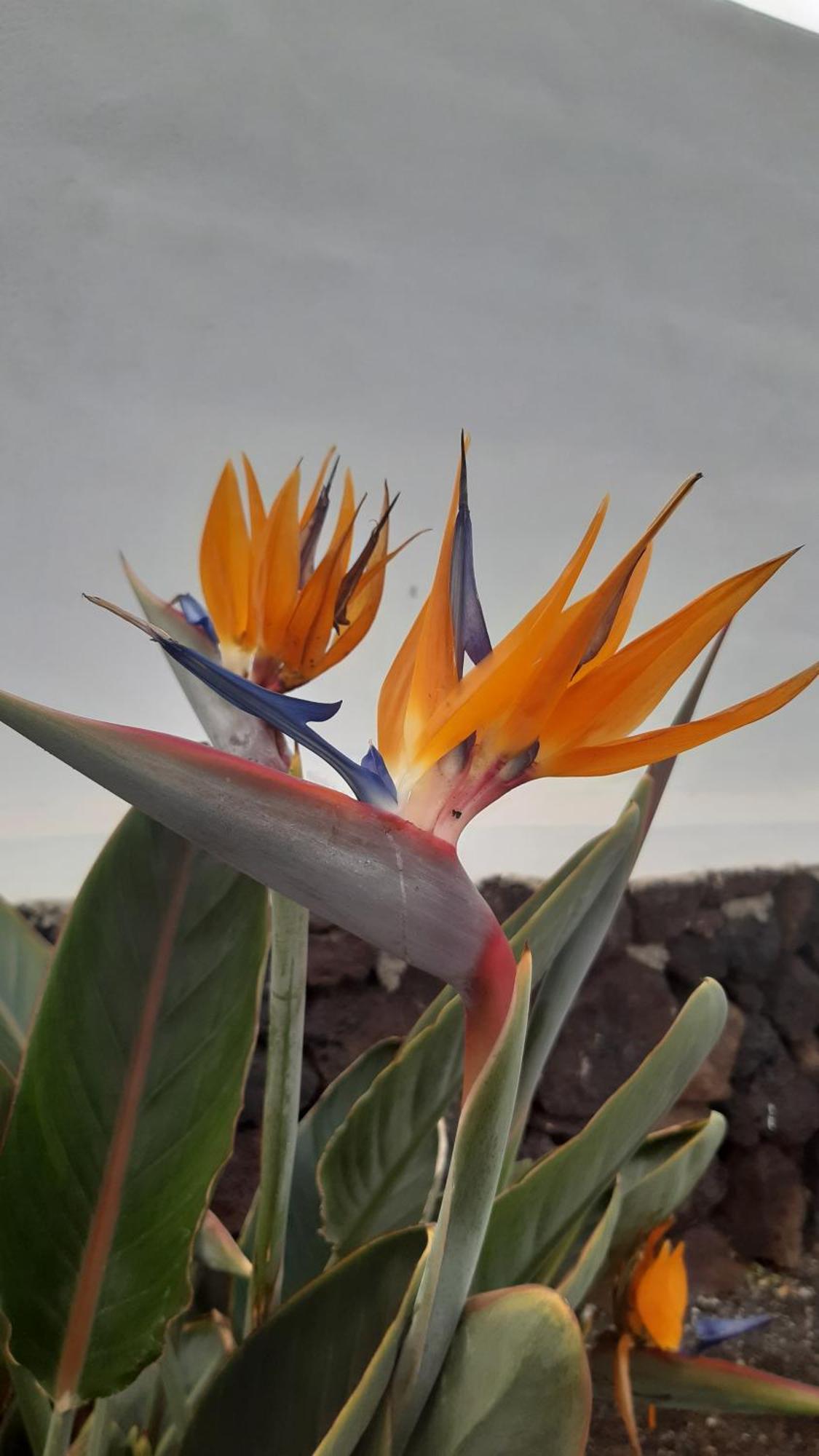 La Belle Vie Villa Famara Eksteriør billede
